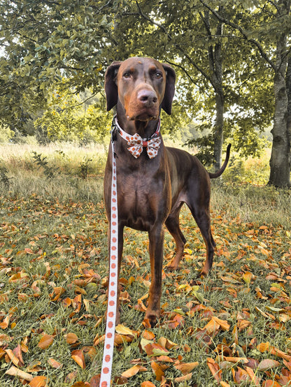 Dog Sailor Bow Tie - Pumpkin Farm