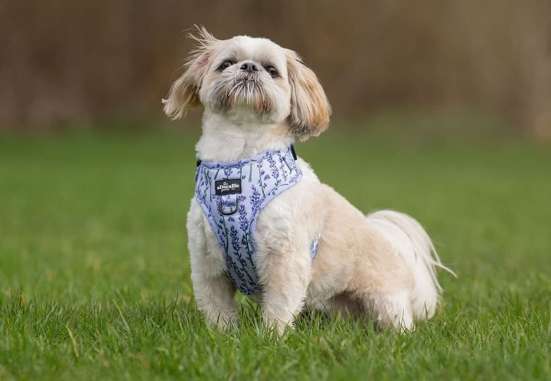 Adjustable Harness - Lavender Haze - XS - SECONDS
