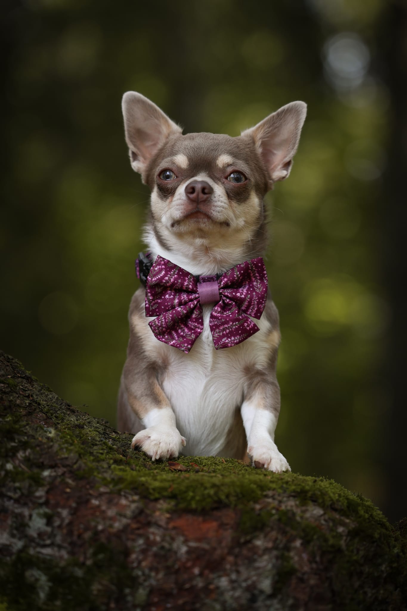 Sailor Bow Tie - Highland Heather