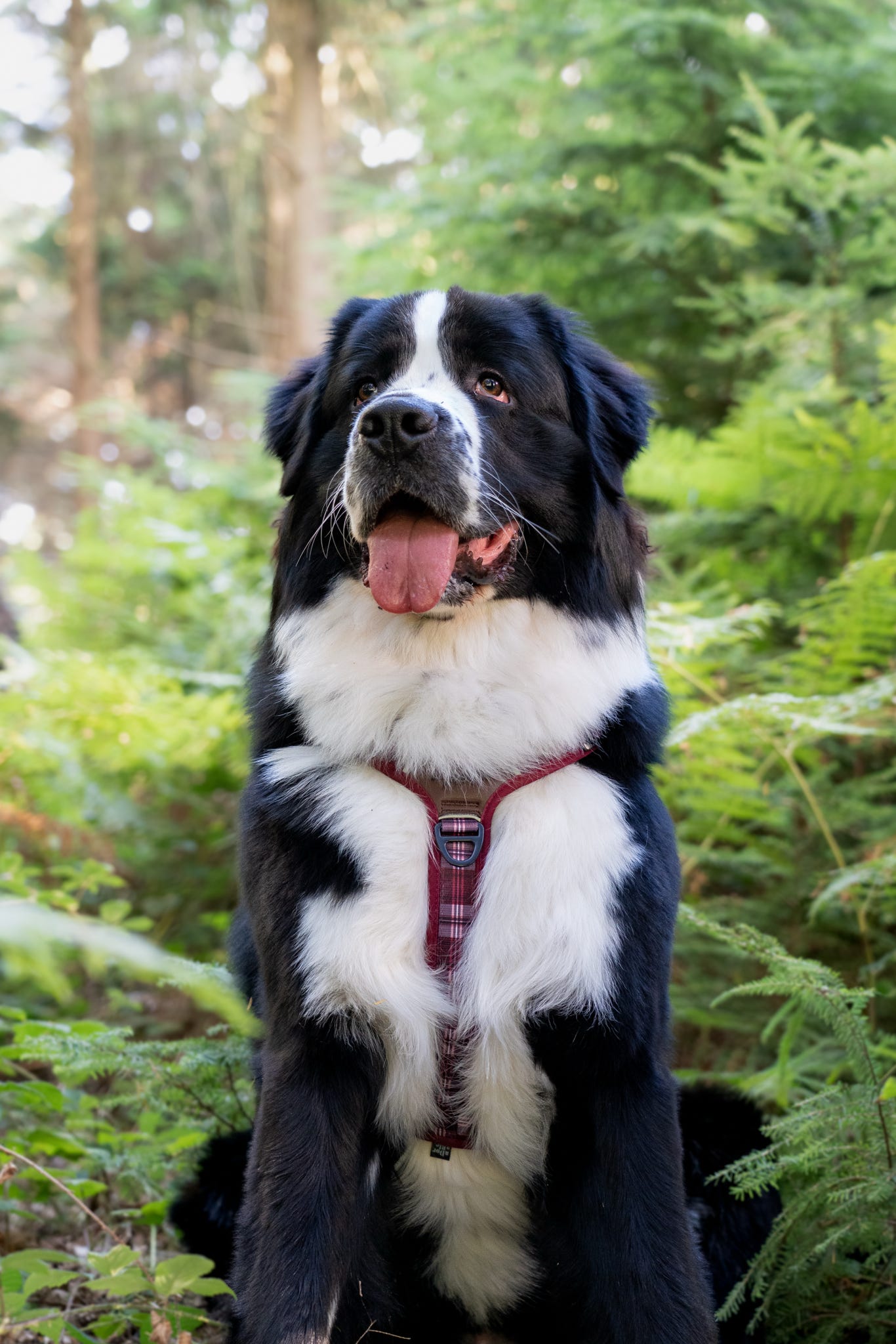 Streamline Pro™ Dog Harness - Heritage Collection - Merlot Manor