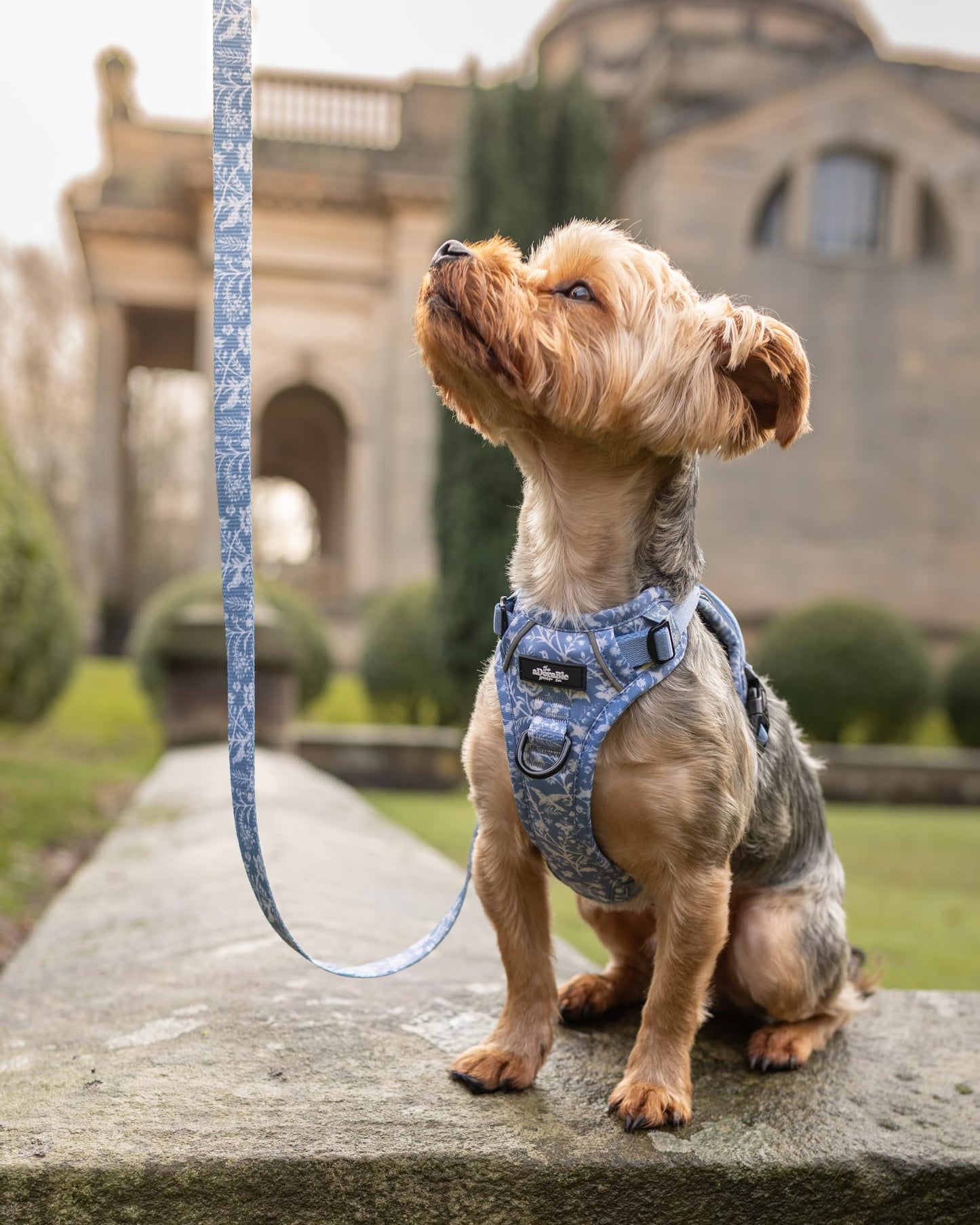 Laura Ashley Dog Harness - Shepherd's Purse