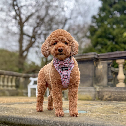Small brown dog wearing a pink harness with a blurred park background