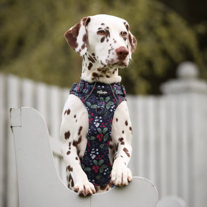 Hike & Go Lite™ Harness - Bramble Berry