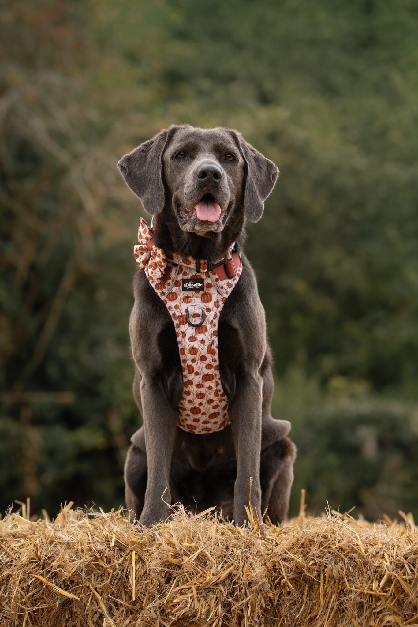 Hike & Go™ Harness - Pumpkin Farm
