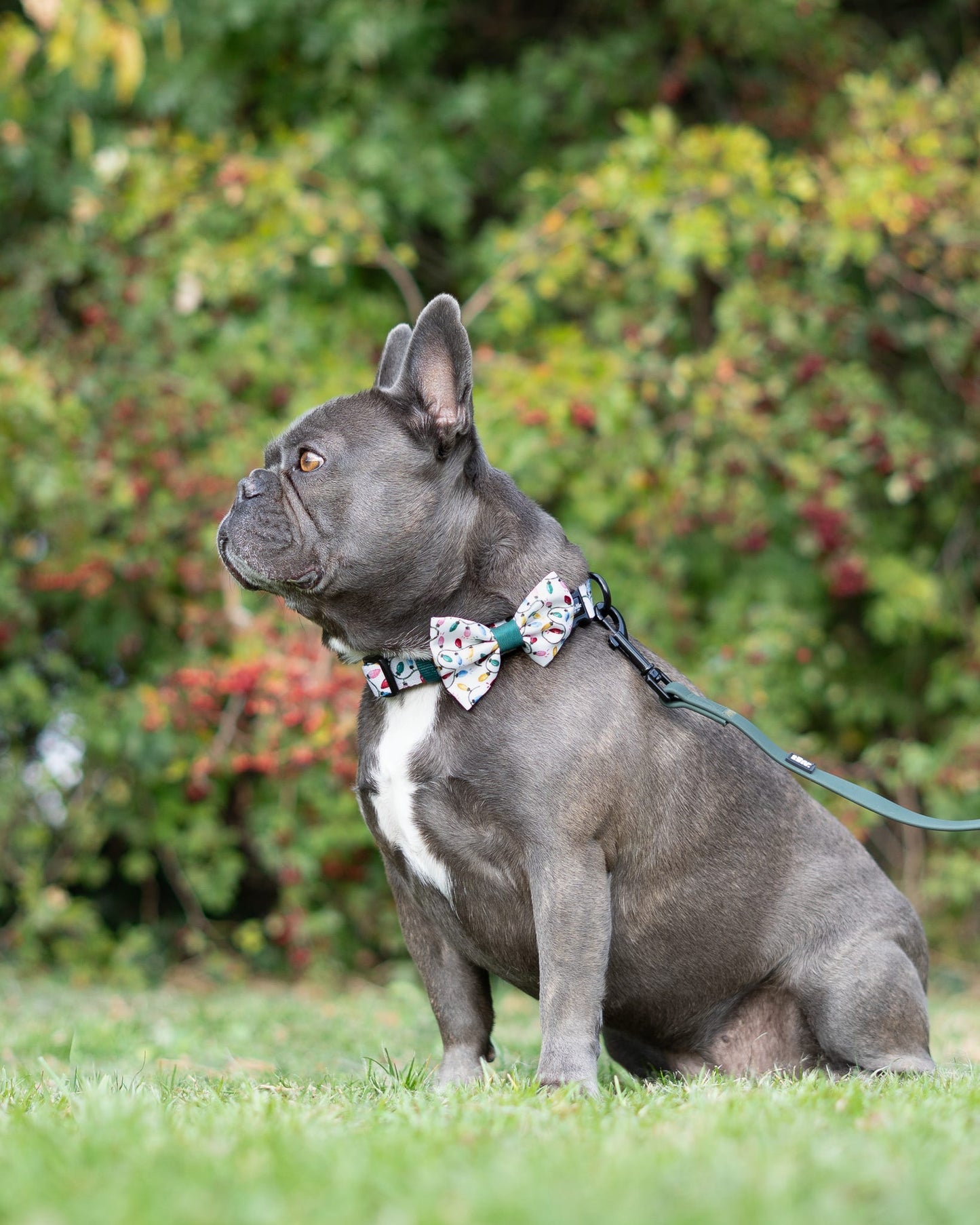 Bow Tie - Festive Lights