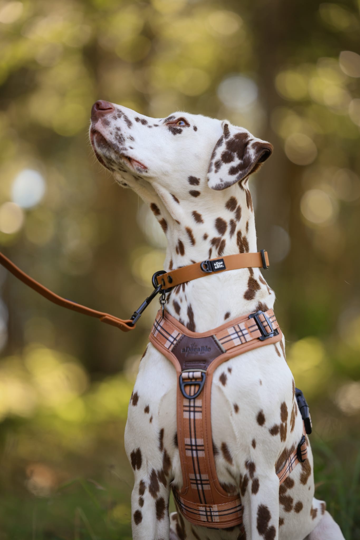 HydroFlex Lite™ Dog Collar - Gingerbread