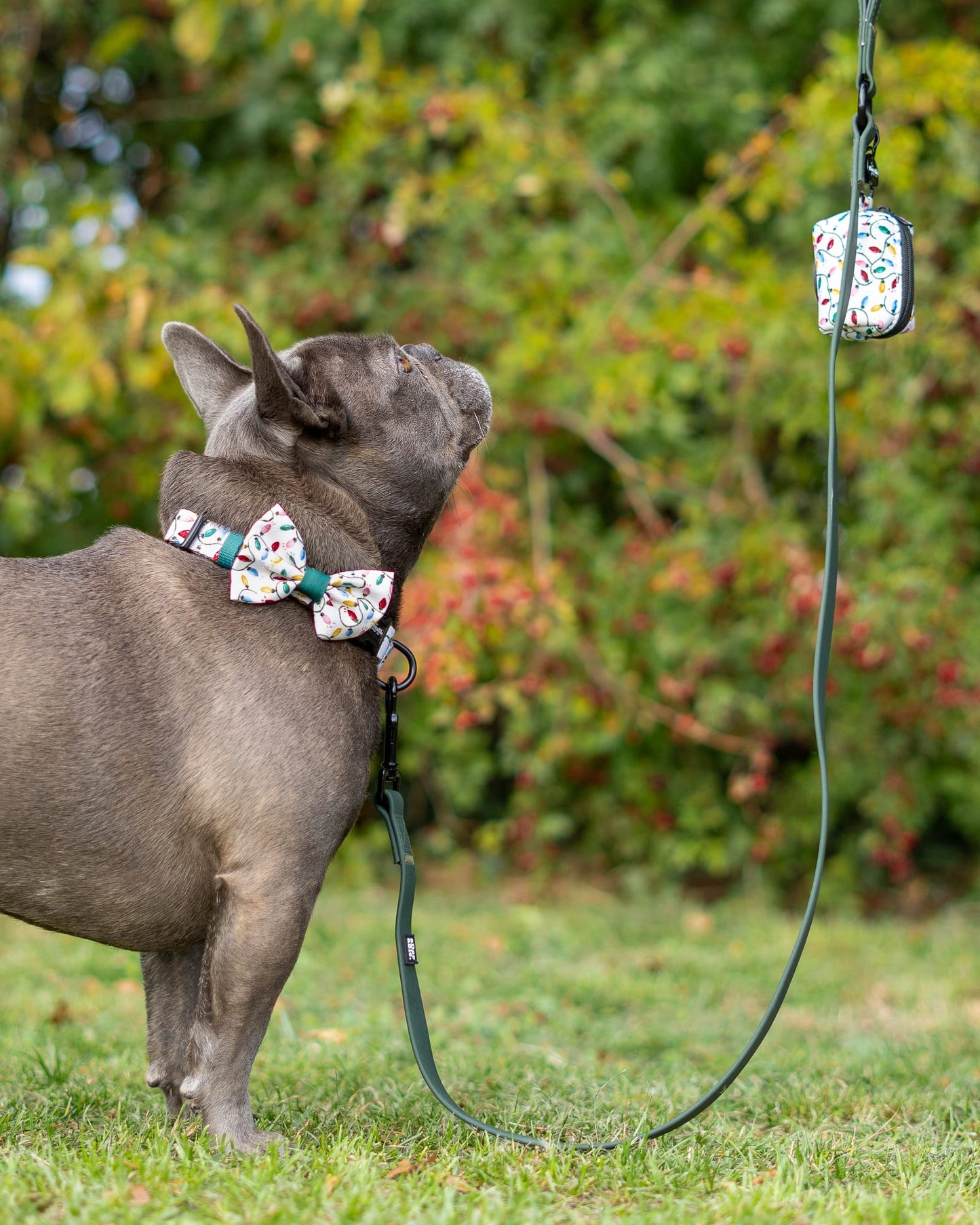 Collar - Festive Lights