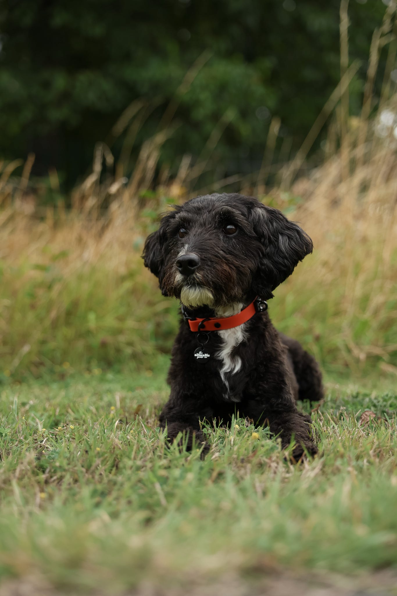HydroFlex Lite™ Dog Collar - Burnt Orange