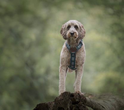 Streamline Pro™ Dog Harness - Heritage Collection - Pheasant Green