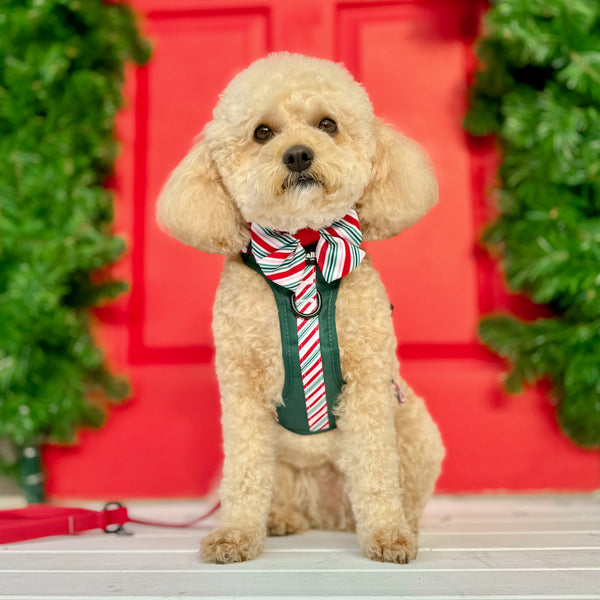 Hike & Go™ Harness - Candy Cane Forest