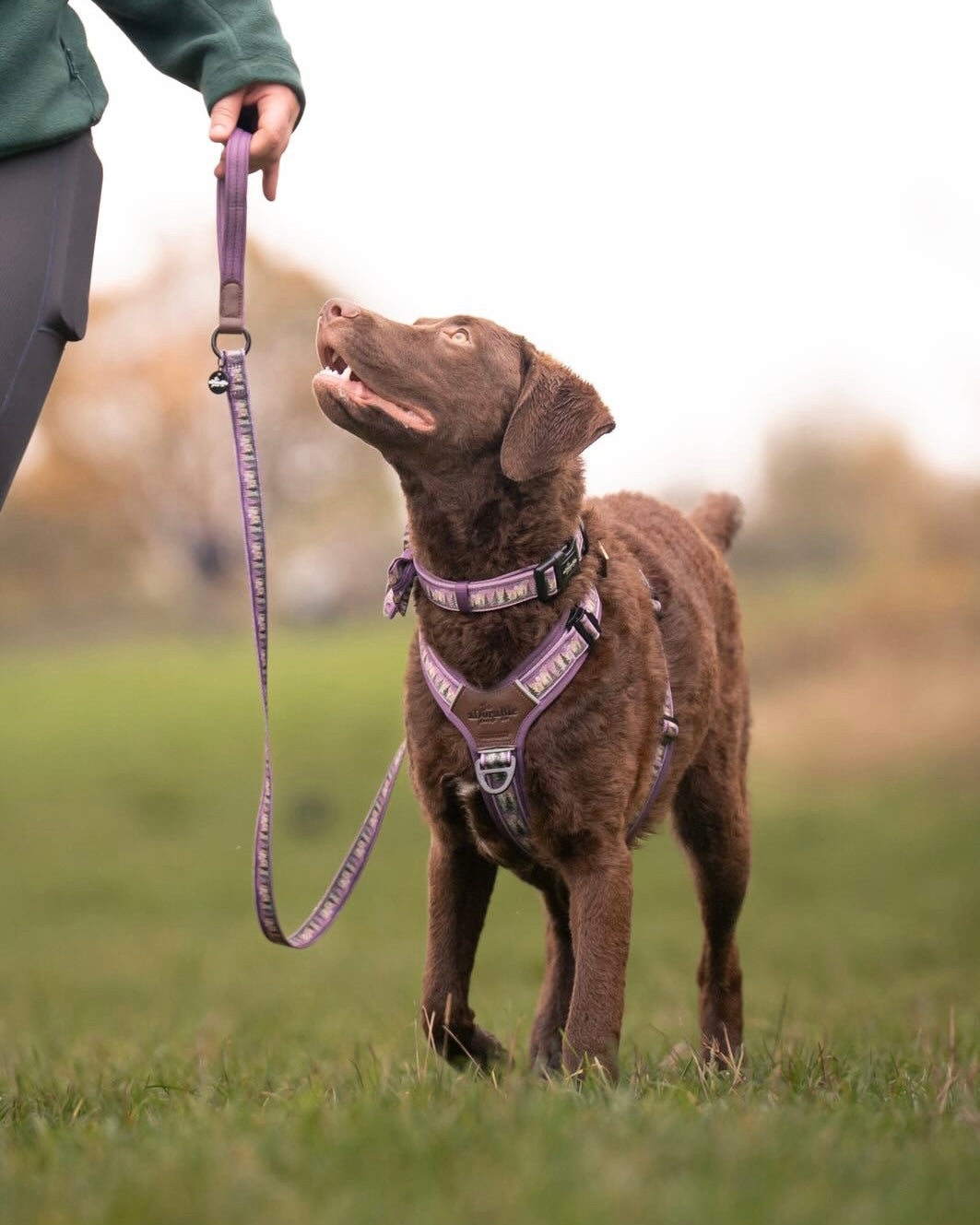 Streamline Pro™ Dog Harness - Moonlit Pines