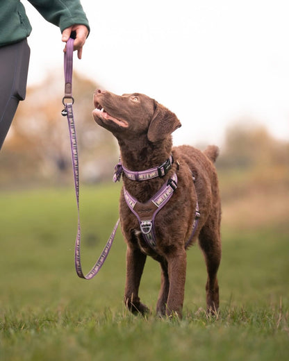 Streamline Pro™ Dog Harness - Moonlit Pines