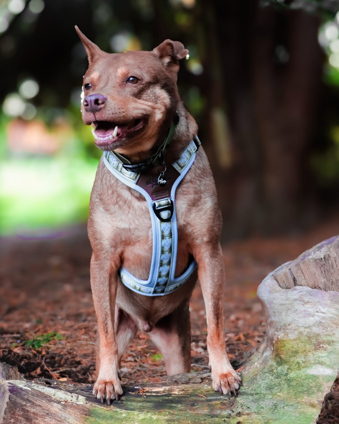 Streamline Pro™ Dog Harness - Daydream Heights