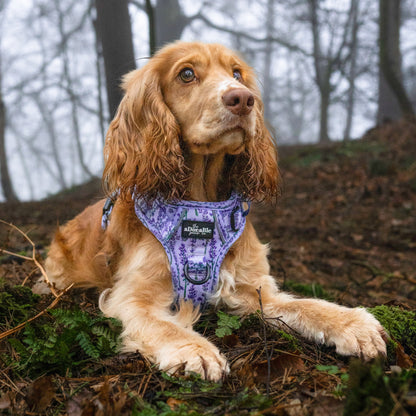 Hike & Go Lite™ Harness - Lavender Haze