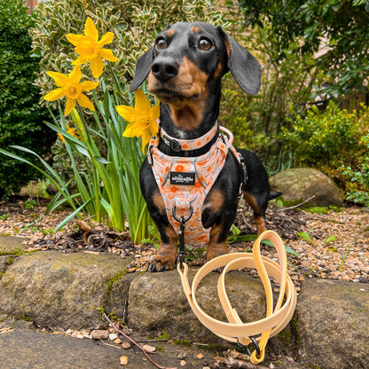 Hike & Go Lite™ Harness - Delicate Daffodils