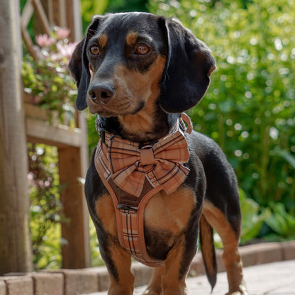 Heritage Sailor Bow Tie - Butterscotch Biscuit