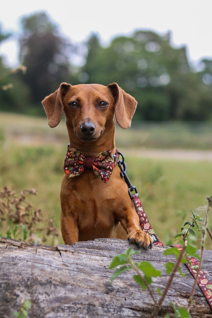 Bow Tie - Foragers Forest