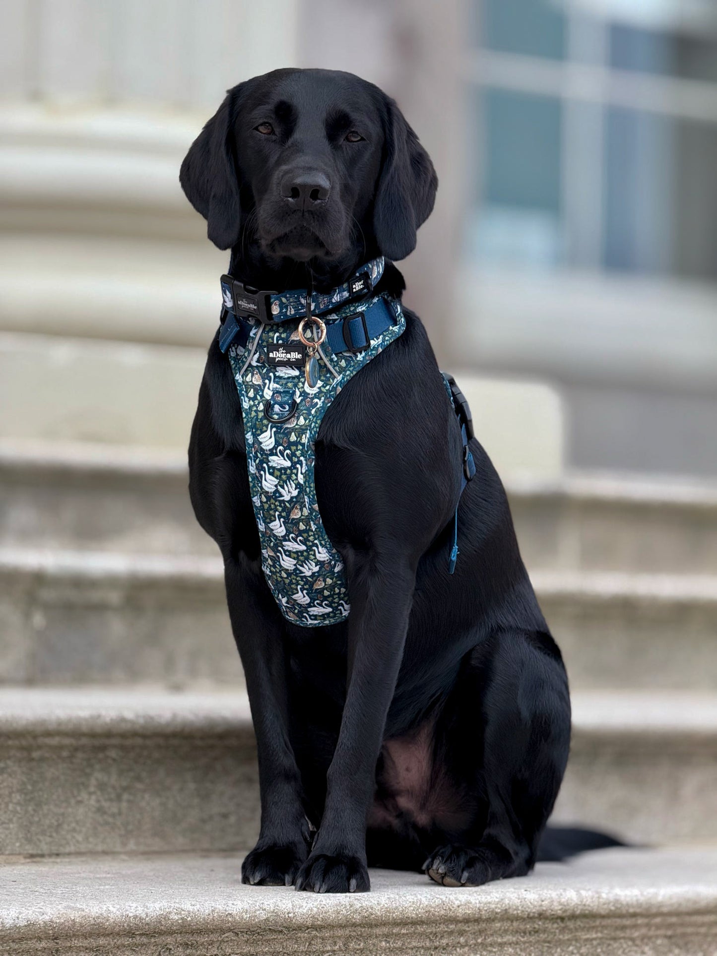 Hike & Go Lite™ Harness - Twelve Days