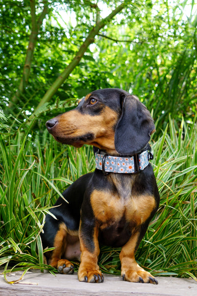 Martingale Collar - Oopsy Daisy