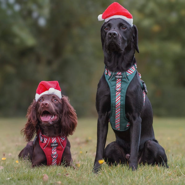 Hike & Go™ Harness - Candy Cane Forest