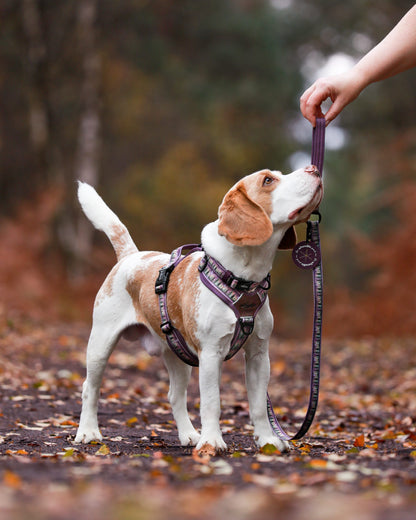 Lead - Moonlit Pines