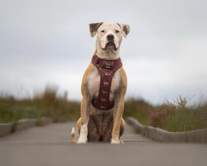 Hike & Go Lite™ Harness - Winter Fawn