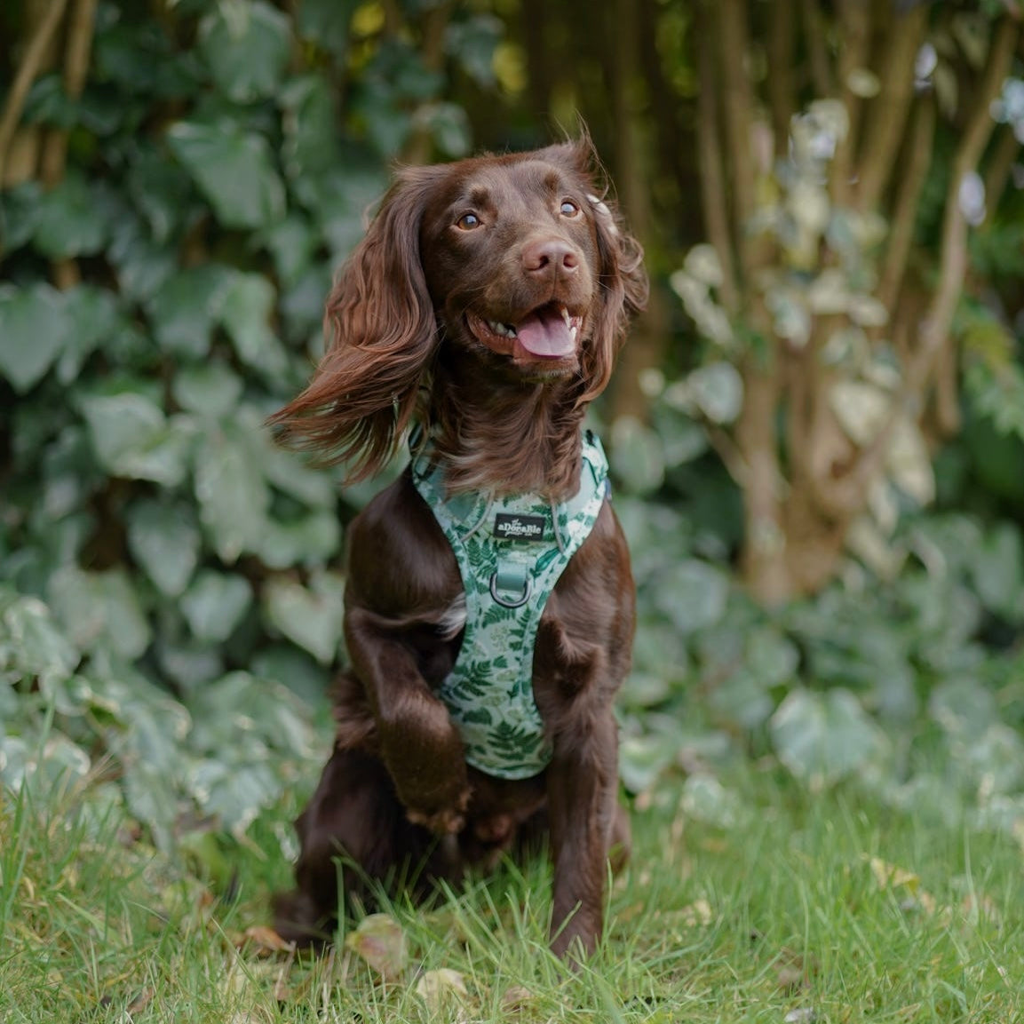 Hike & Go Lite™ Harness - Forest Of Ferns