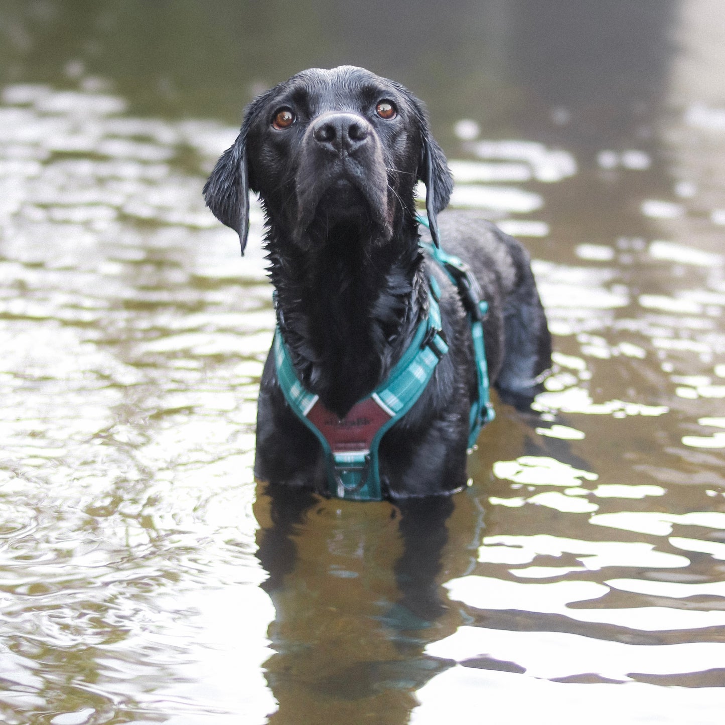 Streamline Pro™ Dog Harness - Heritage Collection - Pheasant Green