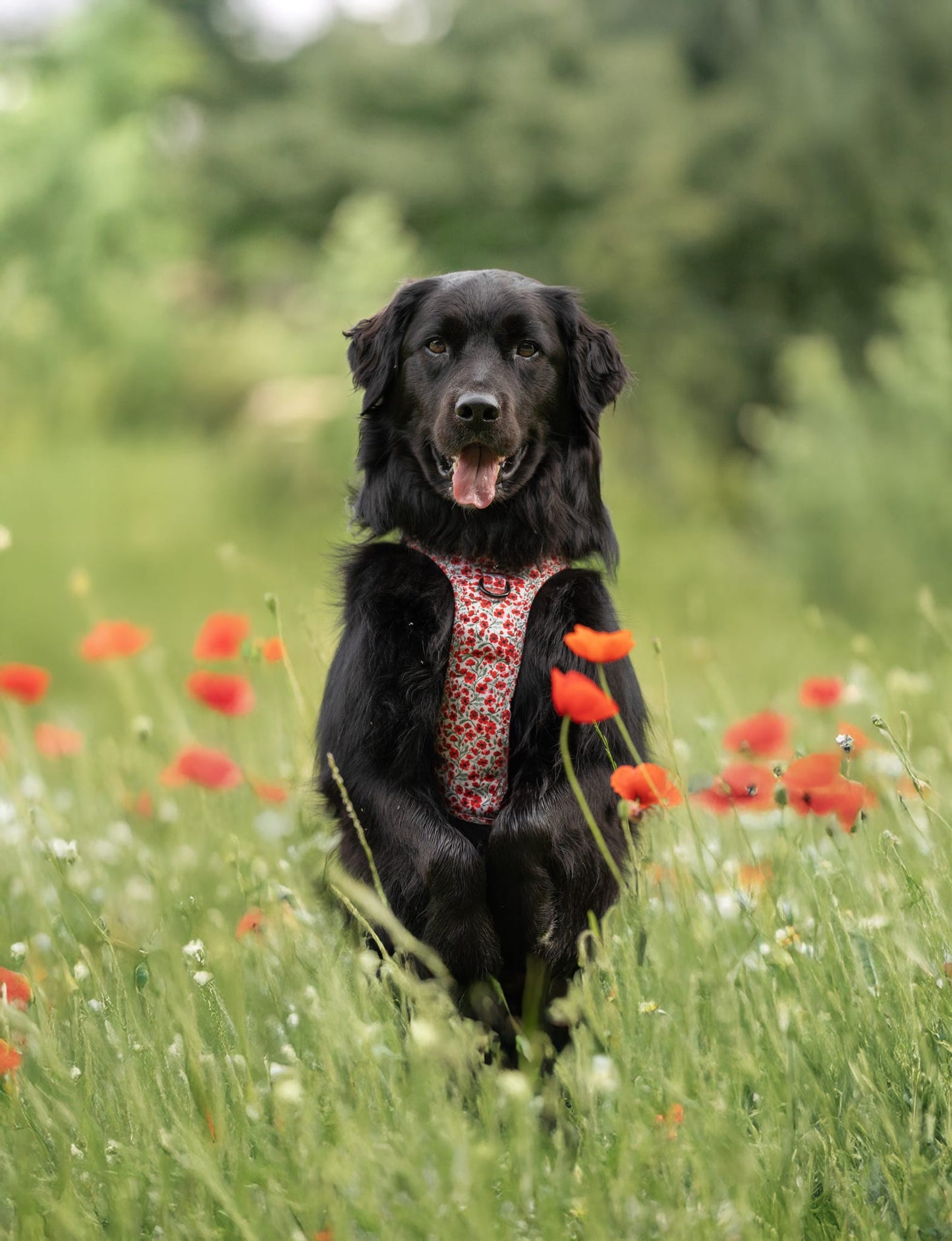 Hike & Go™ Harness - Painted Poppies