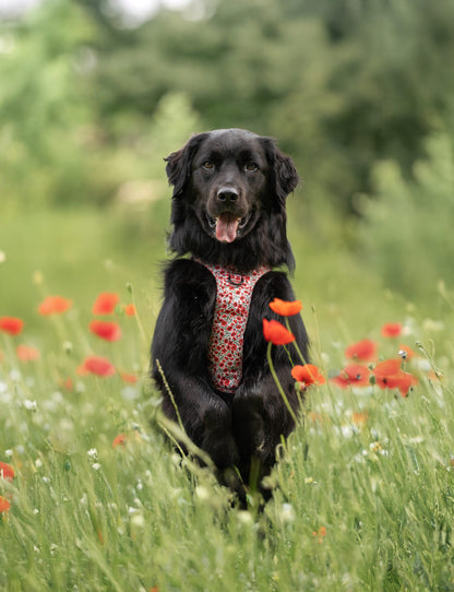 Hike & Go™ Harness - Painted Poppies