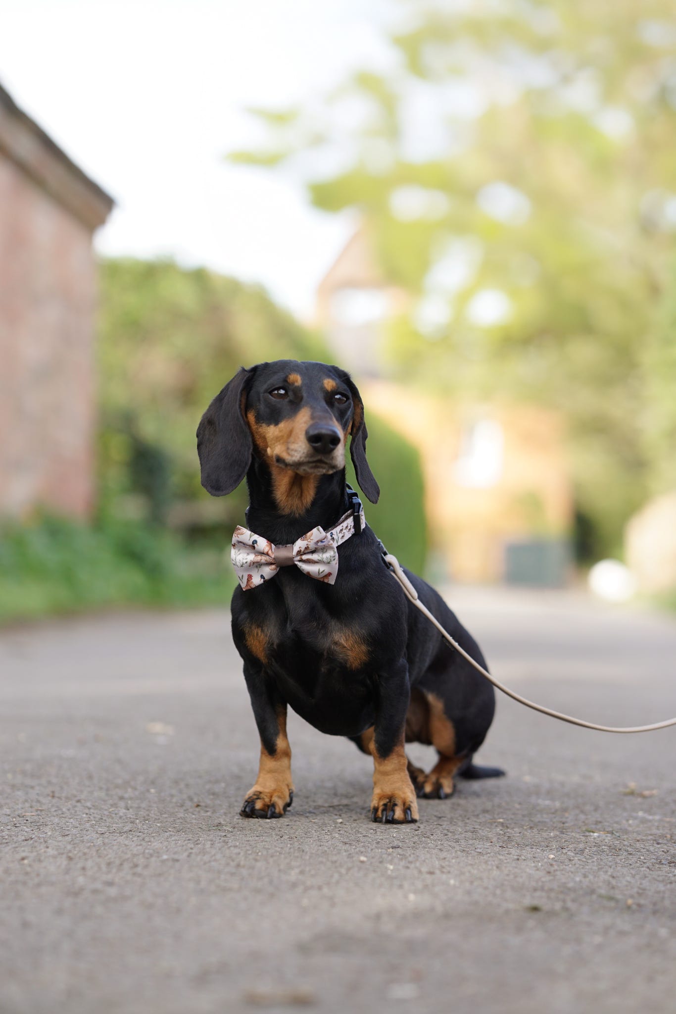 Dog Dickie Bow Tie - Cotswold Cottage