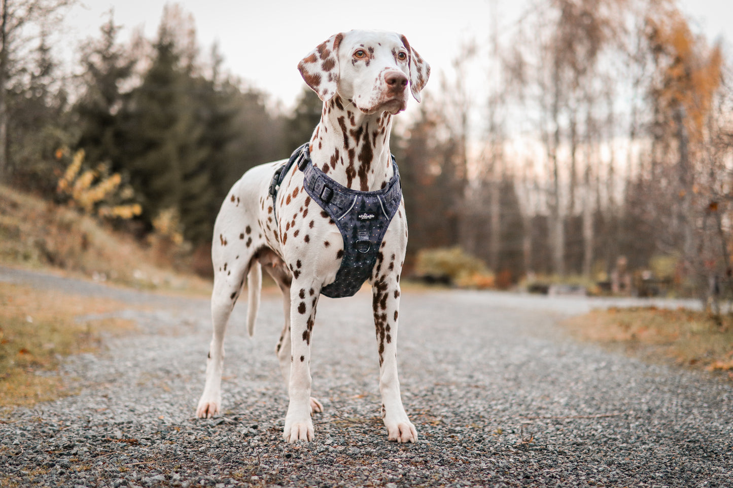 Hike & Go™ Harness - Midnight Forest
