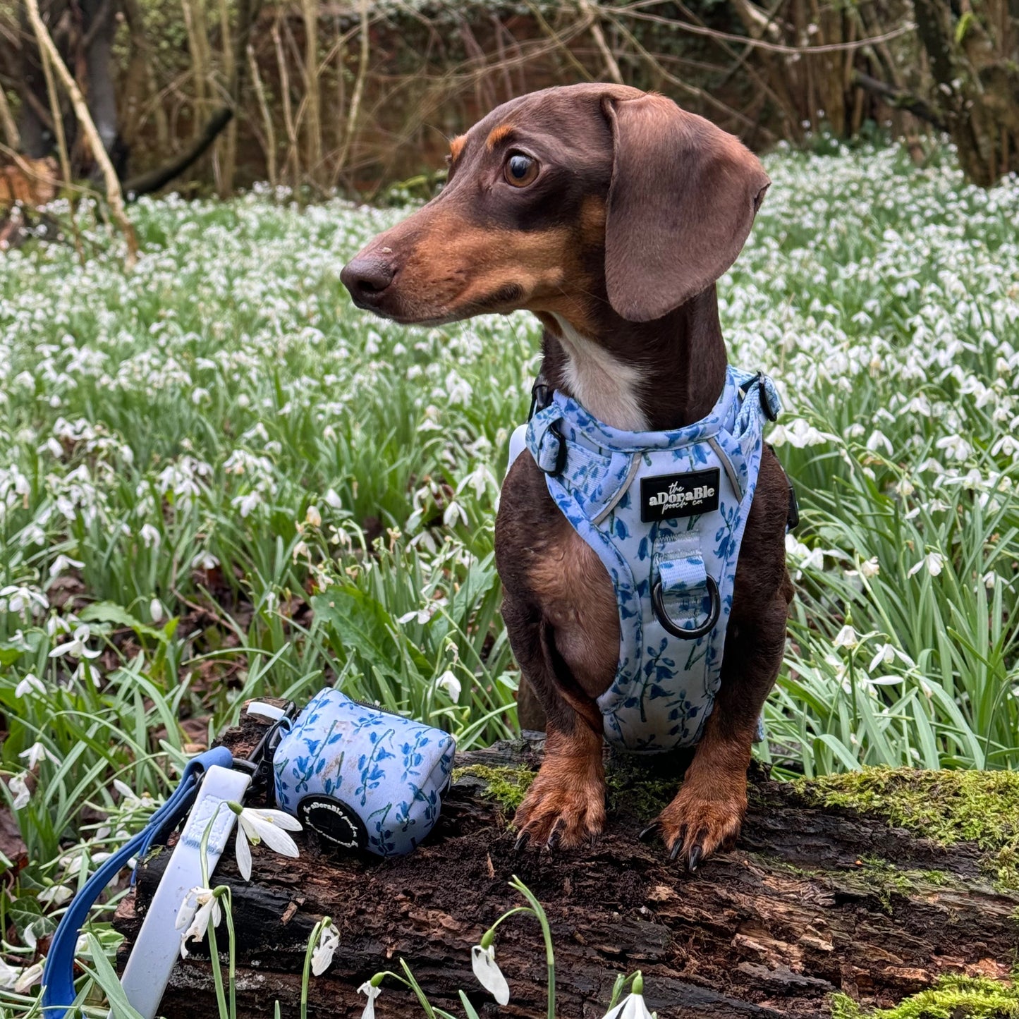 Hike & Go Lite™ Harness - Bluebell Bliss