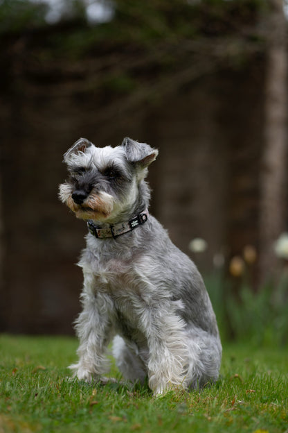 Dog Collar - Cotswold Cottage