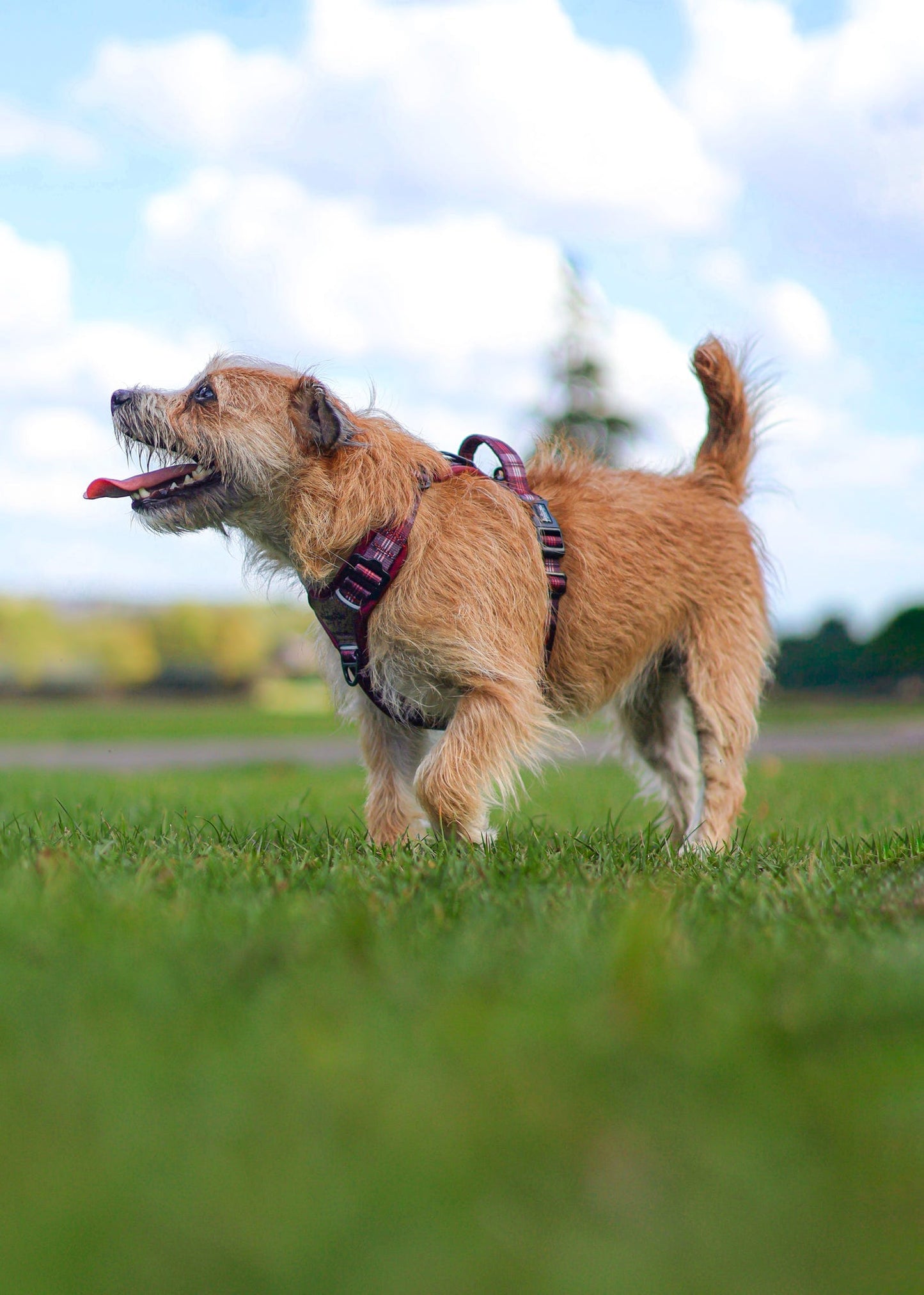 Streamline Pro™ Dog Harness - Heritage Collection - Merlot Manor