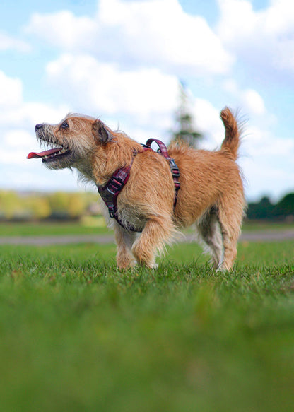 Streamline Pro™ Dog Harness - Heritage Collection - Merlot Manor