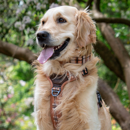 Heritage Martingale Collar - Butterscotch Biscuit