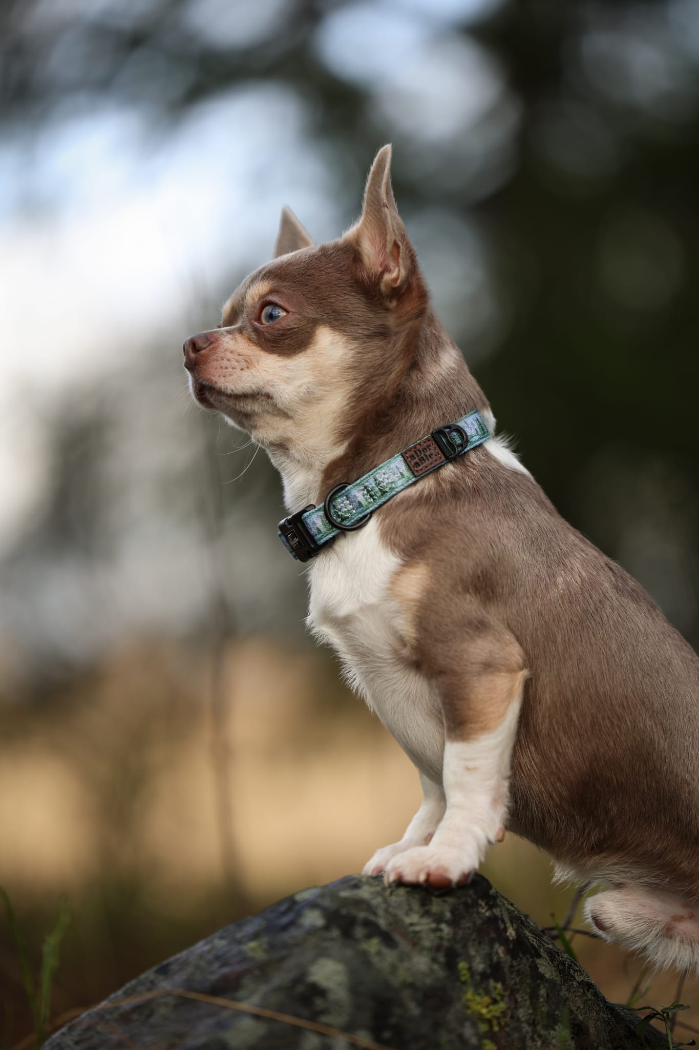 Collar - Daydream Heights