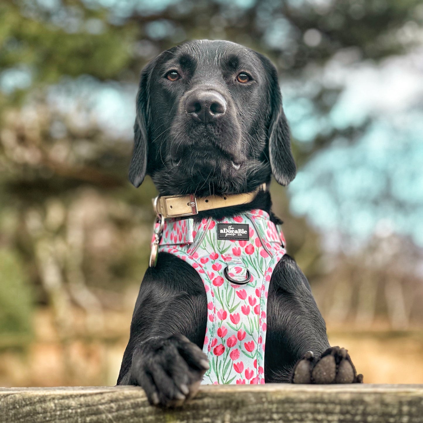 Hike & Go Lite™ Harness - Timeless Tulips