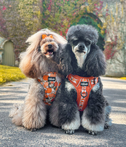 Hike & Go™ Harness - Pumpkin Fields