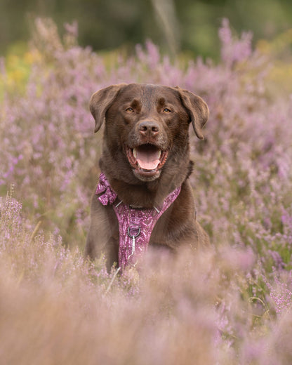 Hike & Go™ Harness - Highland Heather