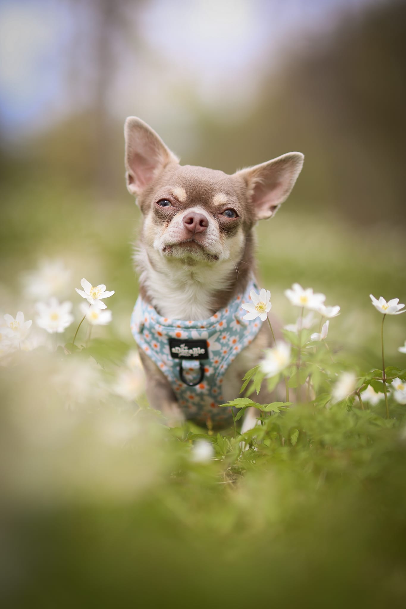 Adjustable Harness - Oopsy Daisy