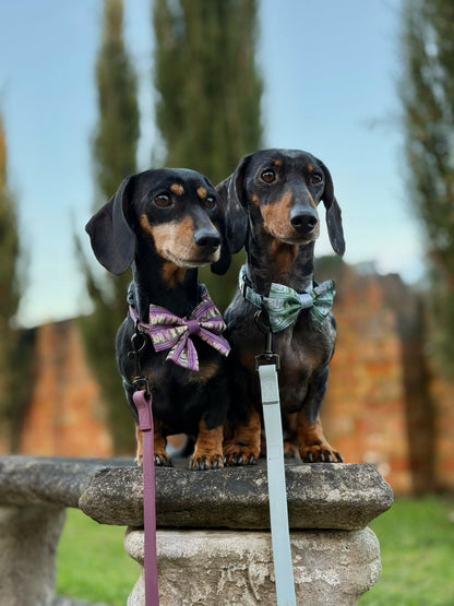 Bow Tie - Daydream Heights