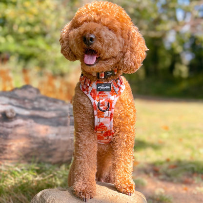 Hike & Go Lite™ Harness - Autumn Orchard