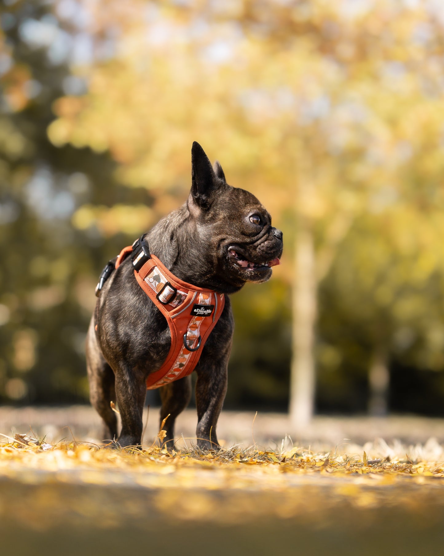 Hike & Go™ Harness - Pumpkin Fields