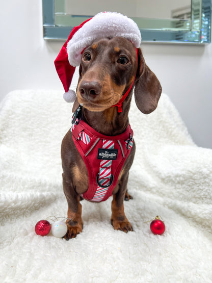 Hike & Go™ Harness - Candy Cane Swirl