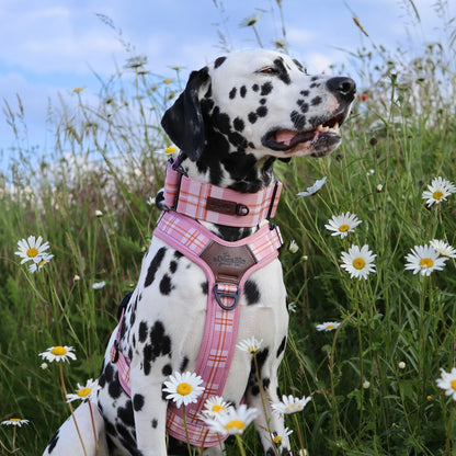 Heritage Martingale Collar - Strawberry Cottage