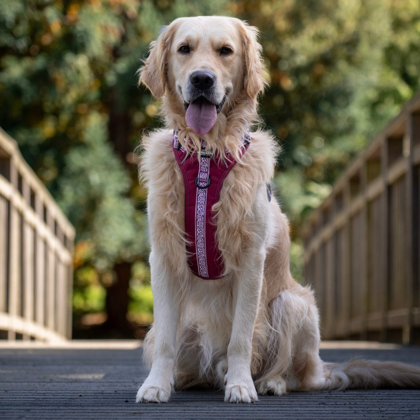 Hike & Go™ Harness - Cherrywood Ivy