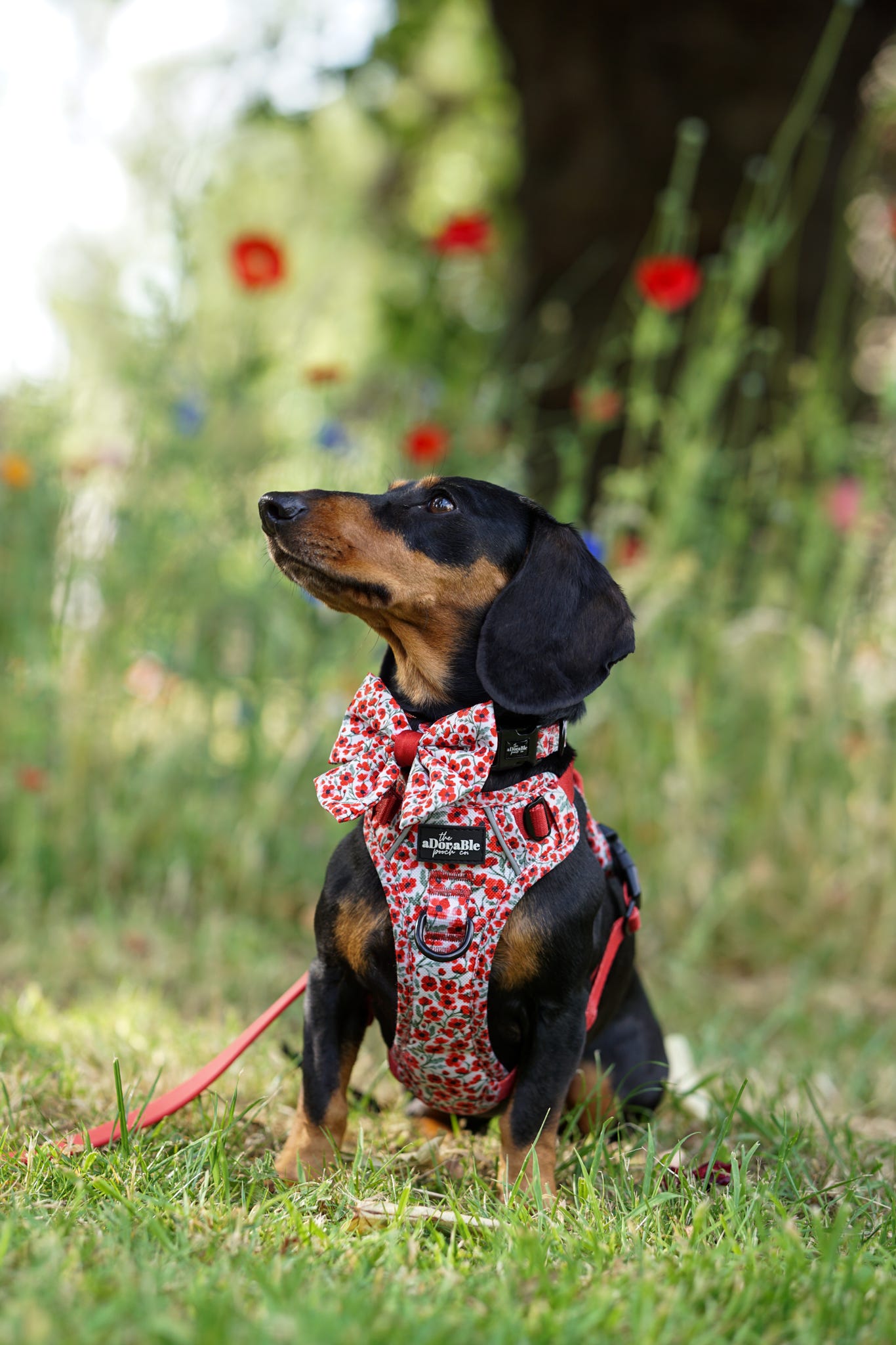 Hike & Go™ Harness - Painted Poppies