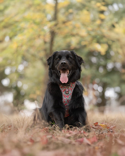 Hike & Go™ Harness - Crab Apple Cottage